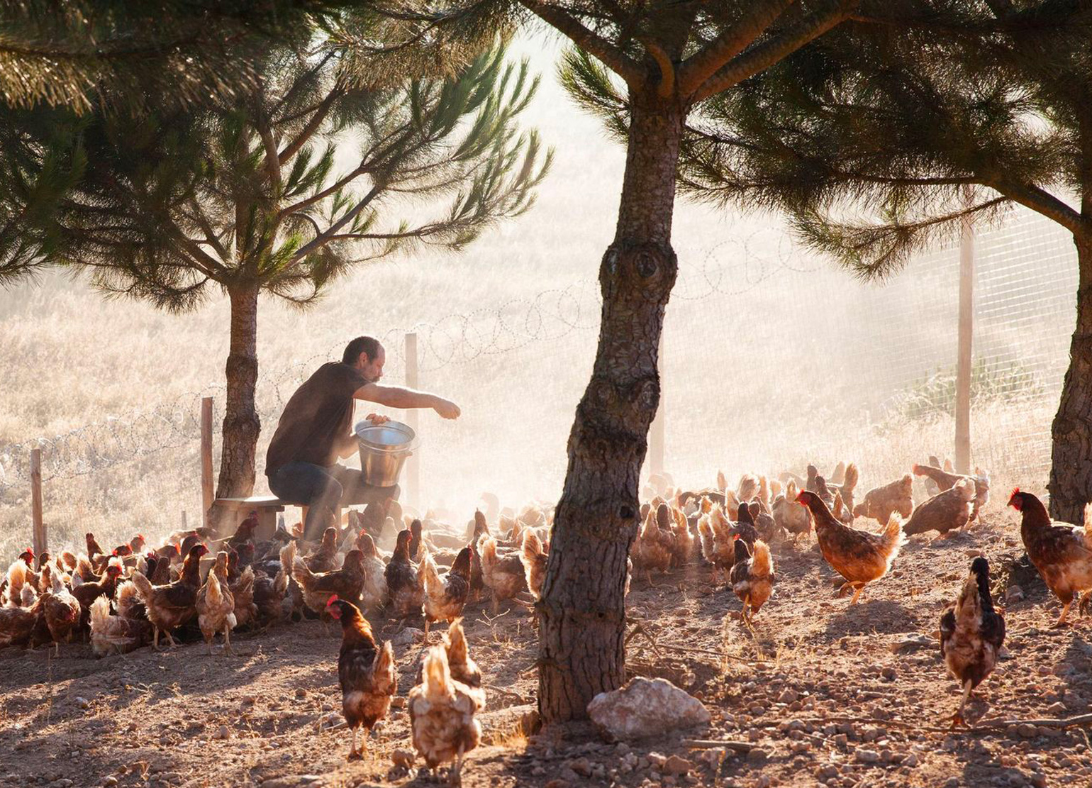 Cucumbi - Barrancão, Alentejo
