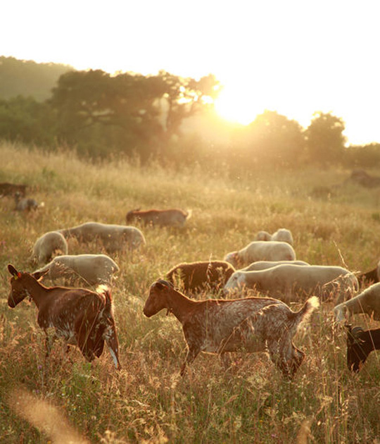 Herdade da Matinha - Cercal do Alentejo, Alentejo